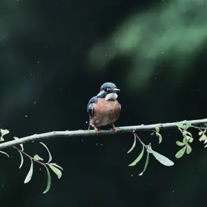 图像：鸟